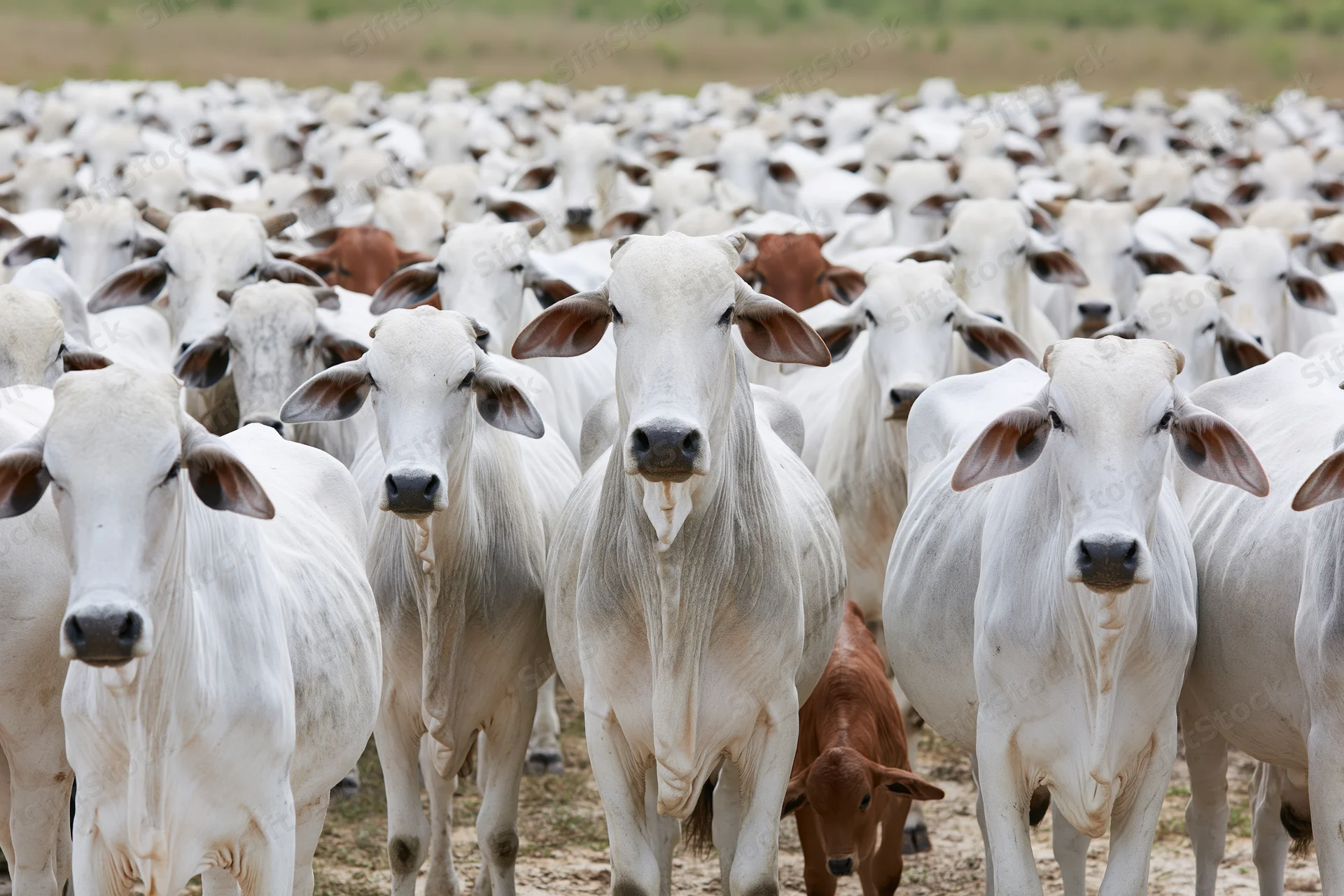 Large herd of white nelore zebu cattle standing closely together in a pasture