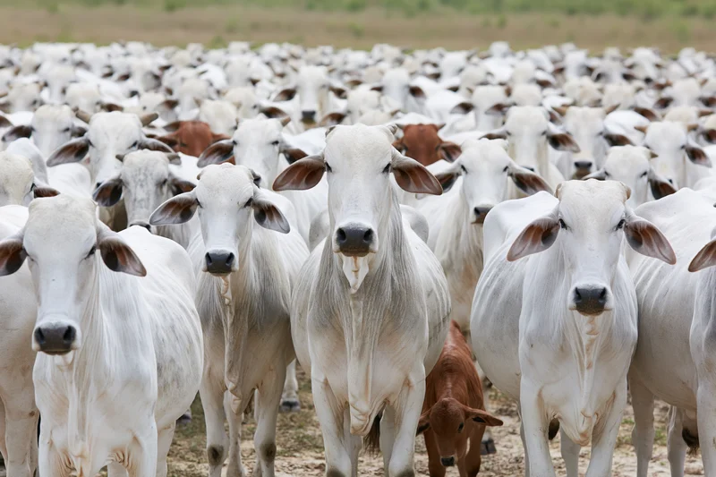 Large herd of white nelore zebu cattle standing closely together in a pasture