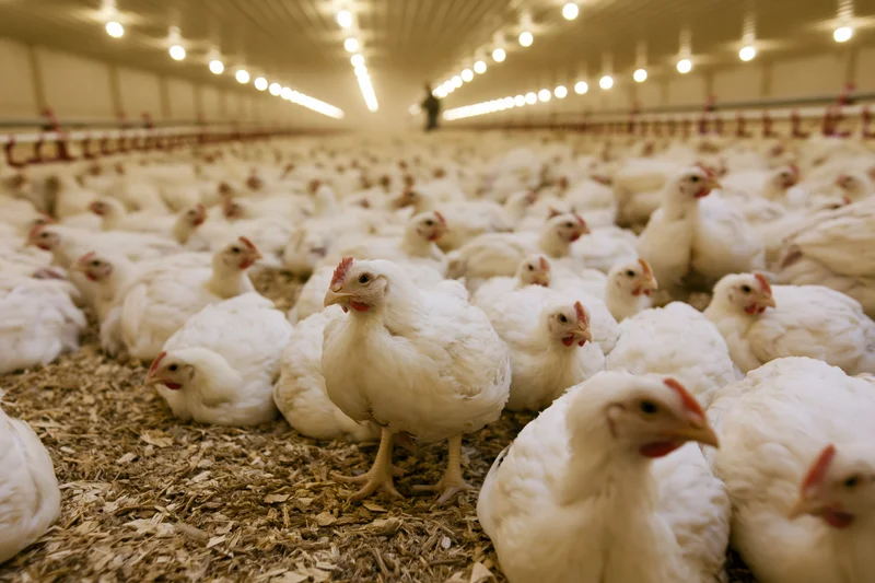 White chickens densely packed in a large indoor commercial poultry barn with wood shavings on the floor and overhead lighting