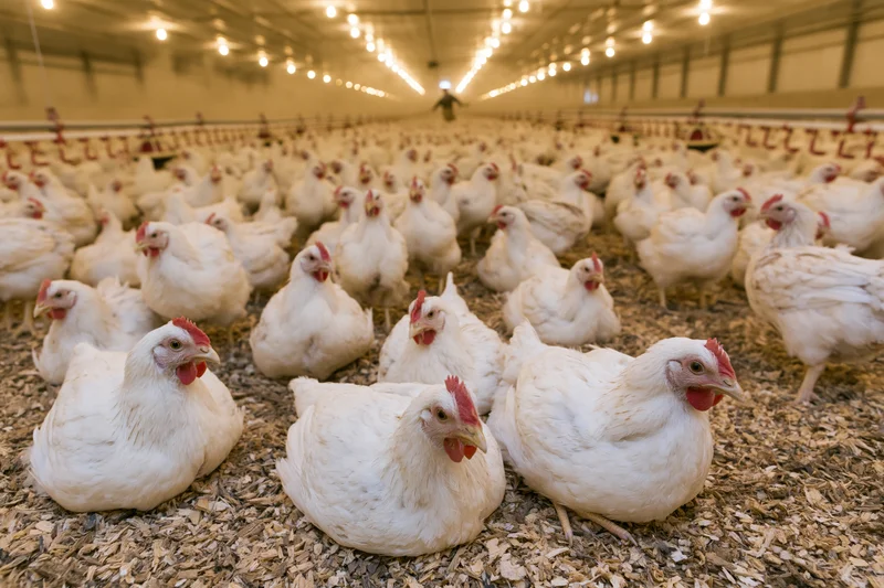 White chickens resting on woodchip flooring inside a large commercial poultry barn