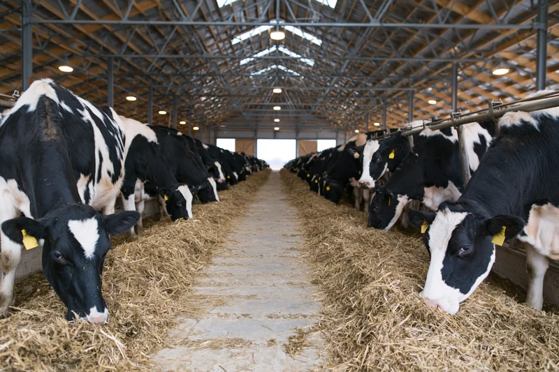 Rows of holstein cows feeding on hay in a modern dairy barn interior