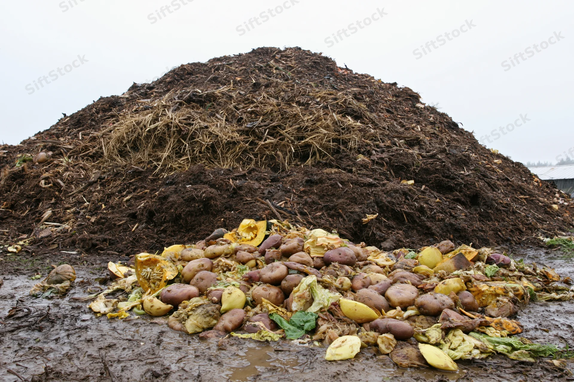 Large outdoor compost pile of decomposing food waste including potatoes and squash on muddy ground