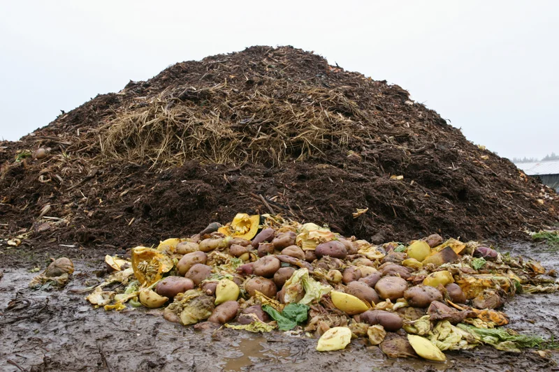 Large outdoor compost pile of decomposing food waste including potatoes and squash on muddy ground