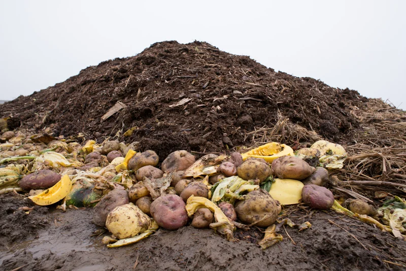 Large outdoor compost pile of decomposing food waste including potatoes and squash on muddy ground