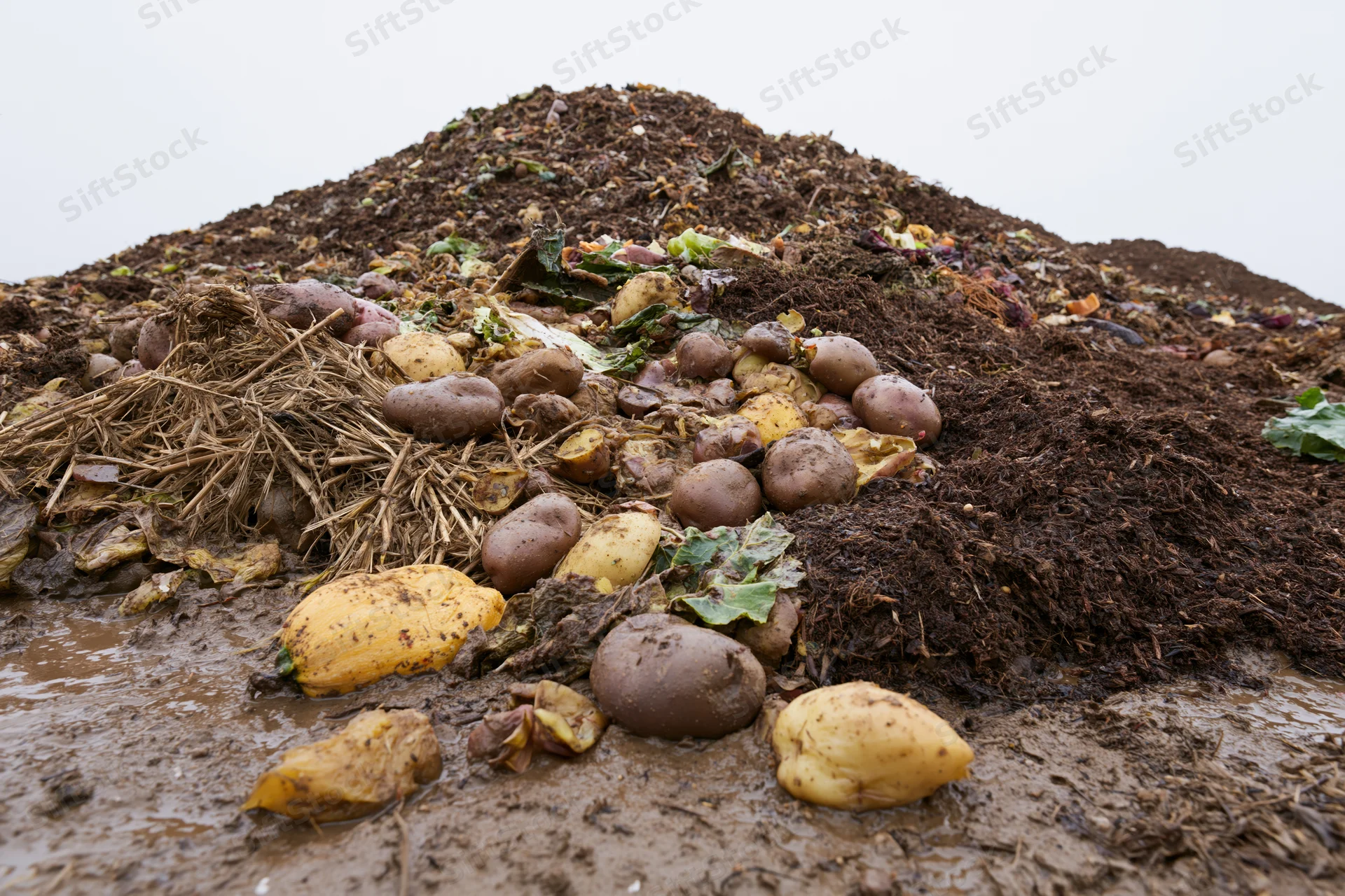 Large outdoor compost pile of decomposing food waste and organic matter with potatoes and straw visible on muddy ground