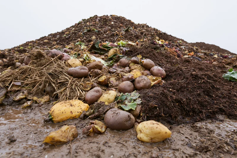 Large outdoor compost pile of decomposing food waste and organic matter with potatoes and straw visible on muddy ground