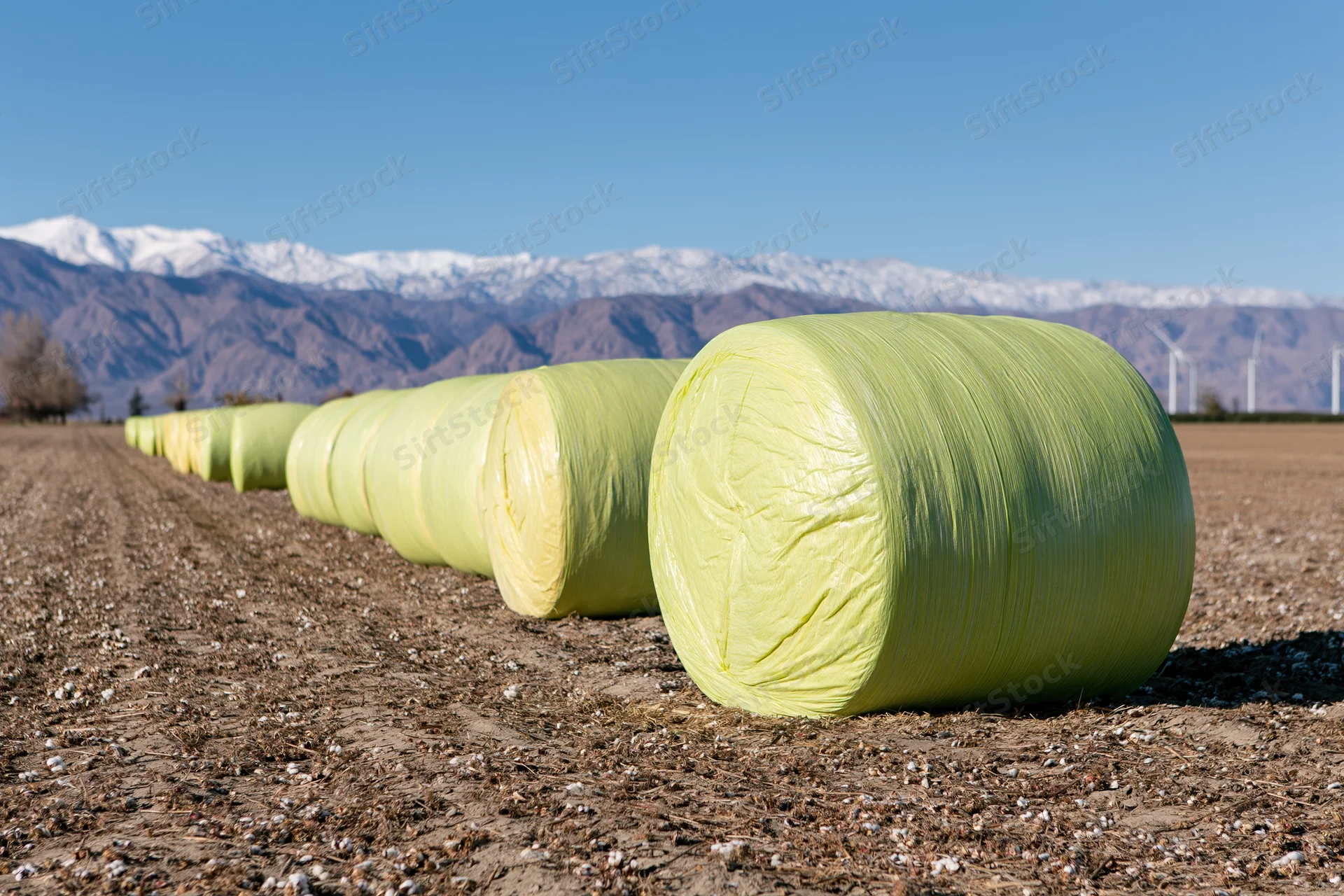 Round cotton bales wrapped in yellow-green plastic film lined up in a field with snow-capped mountains in the background