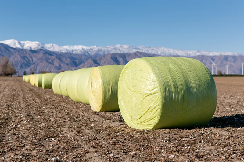 Round cotton bales wrapped in yellow-green plastic film lined up in a field with snow-capped mountains in the background