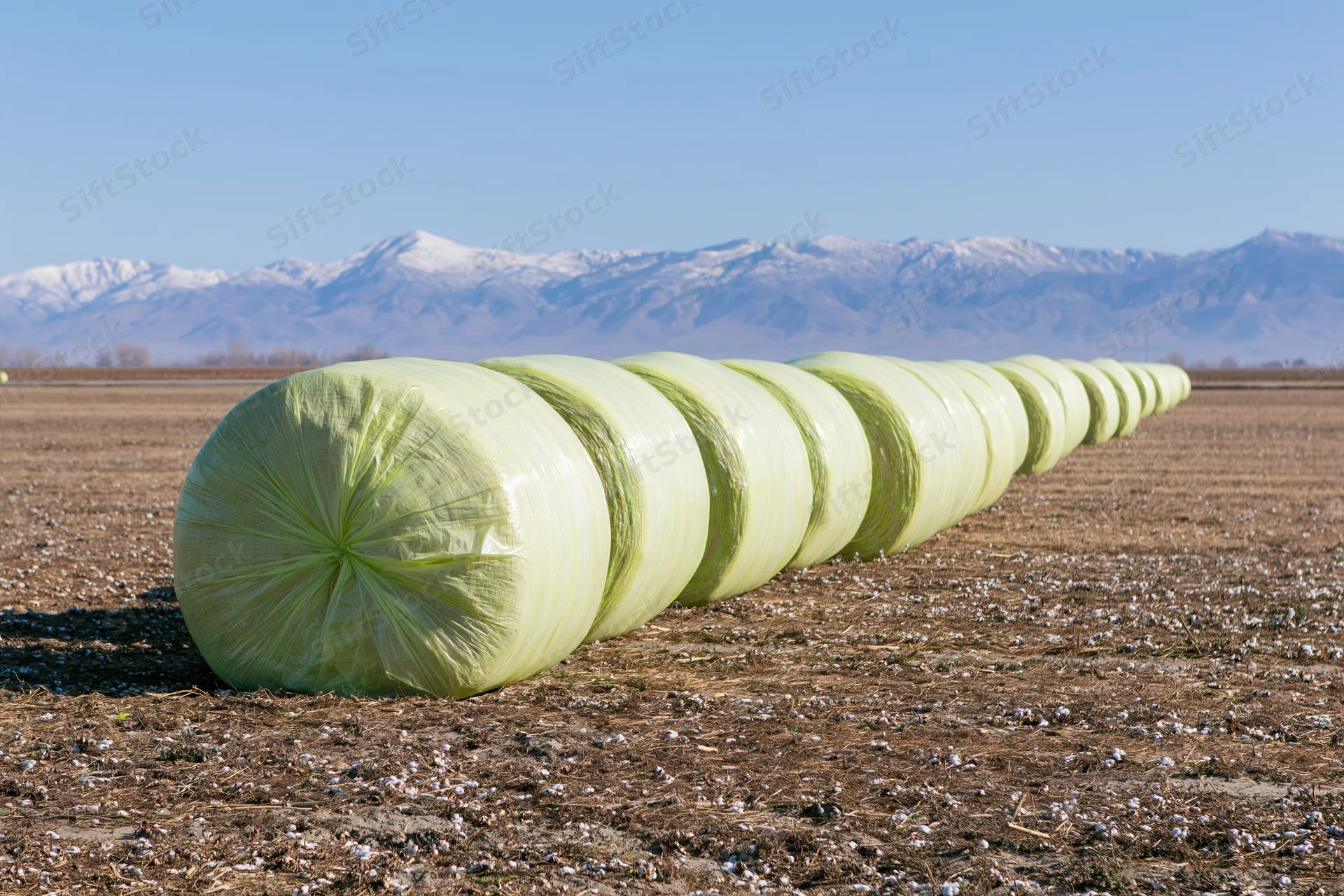 Row of large round cotton bales wrapped in yellow-green plastic film lying in a harvested field with snowcapped mountains in the background