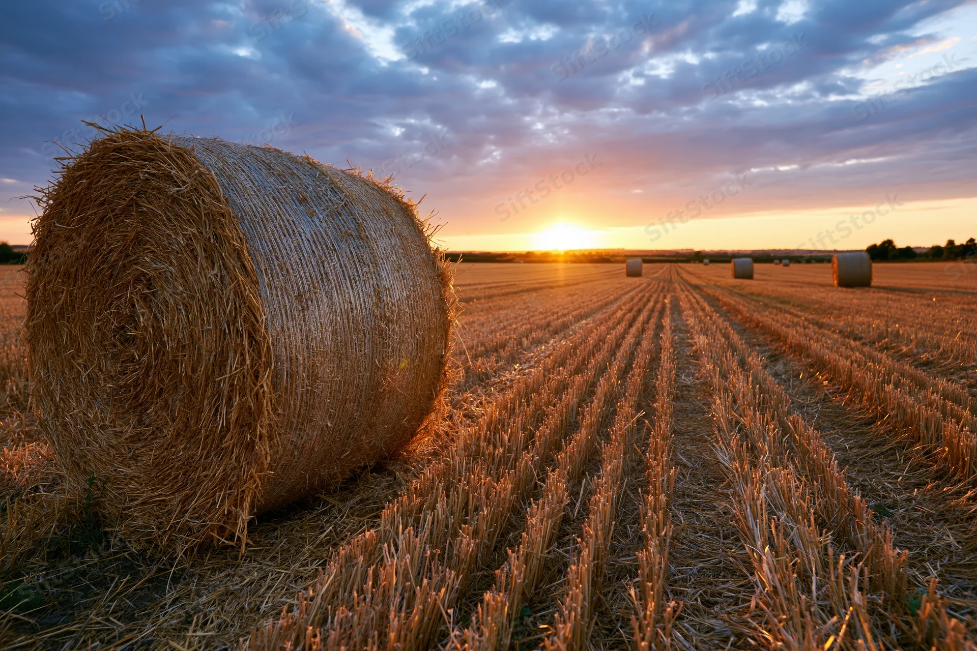 Large round hay bales scattered across a freshly harvested field at sunset