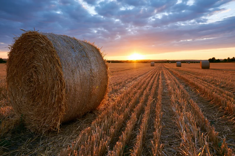 Large round hay bales scattered across a freshly harvested field at sunset