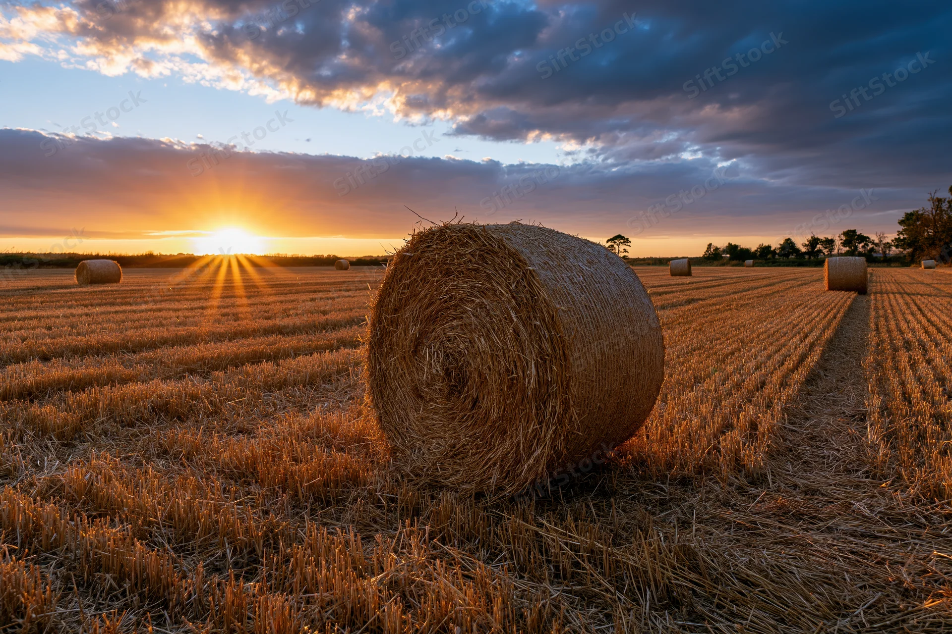 Large round hay bales scattered across a freshly harvested field at sunset