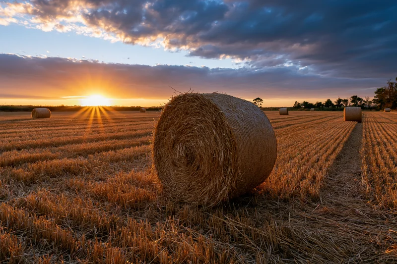 Large round hay bales scattered across a freshly harvested field at sunset