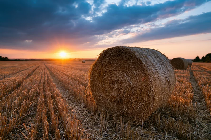 Large round hay bales scattered across a freshly harvested field at sunset