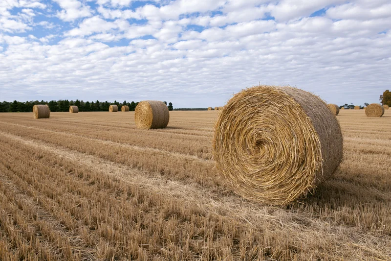 Large round hay bales scattered across a harvested wheat field under a partly cloudy sky