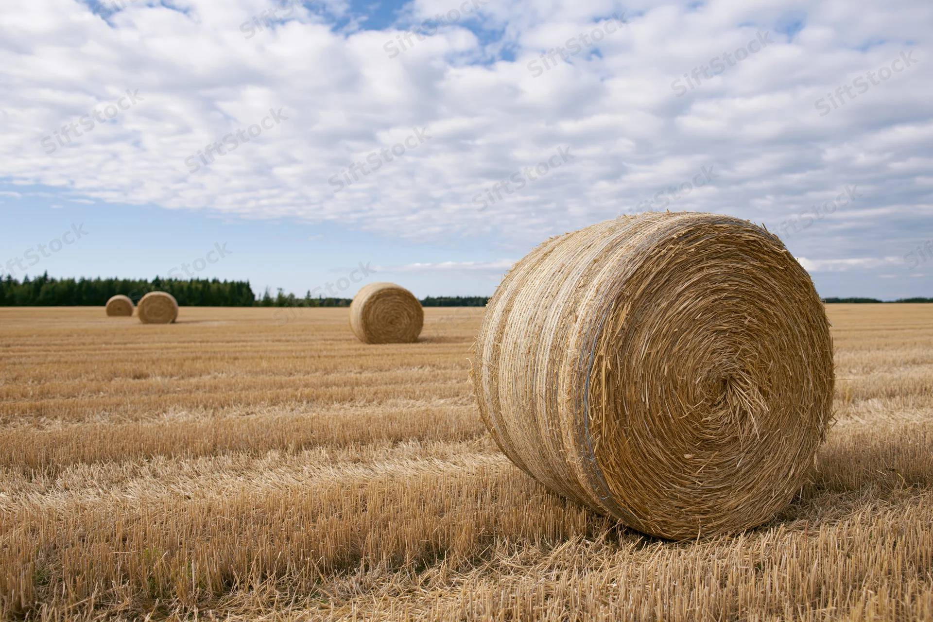 Large round hay bales scattered across a harvested wheat field under a partly cloudy sky