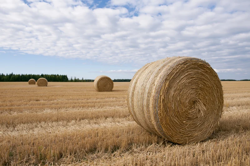 Large round hay bales scattered across a harvested wheat field under a partly cloudy sky