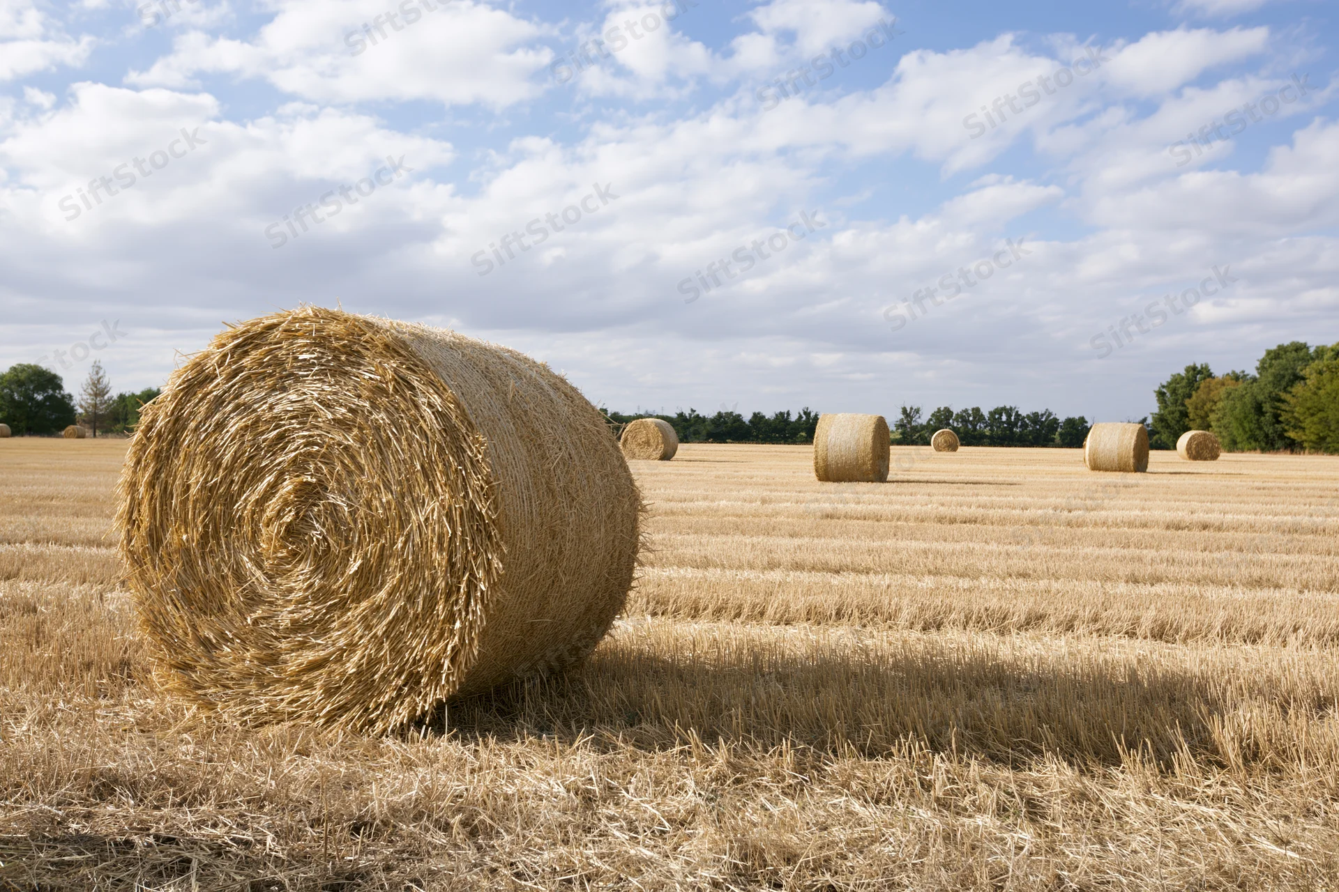 Large round hay bales scattered across a harvested wheat field under a partly cloudy sky