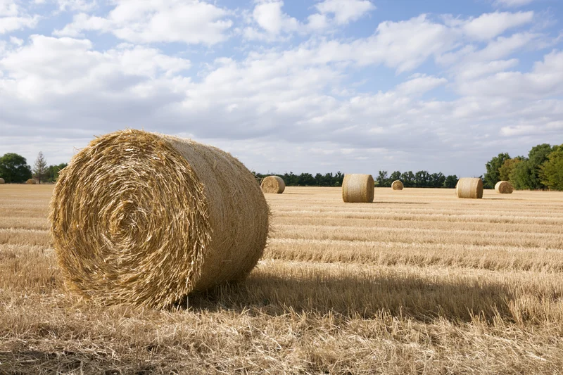 Large round hay bales scattered across a harvested wheat field under a partly cloudy sky