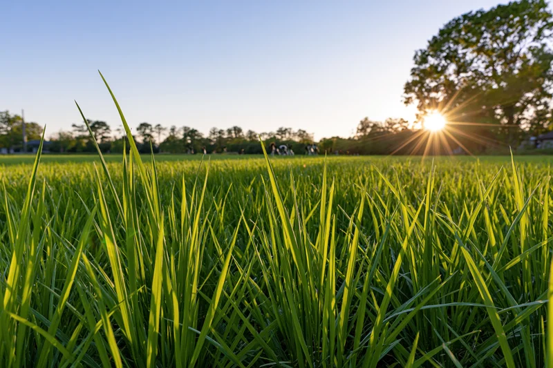 Low-angle view of lush green rice paddy field at sunrise with sunbeams over rural landscape