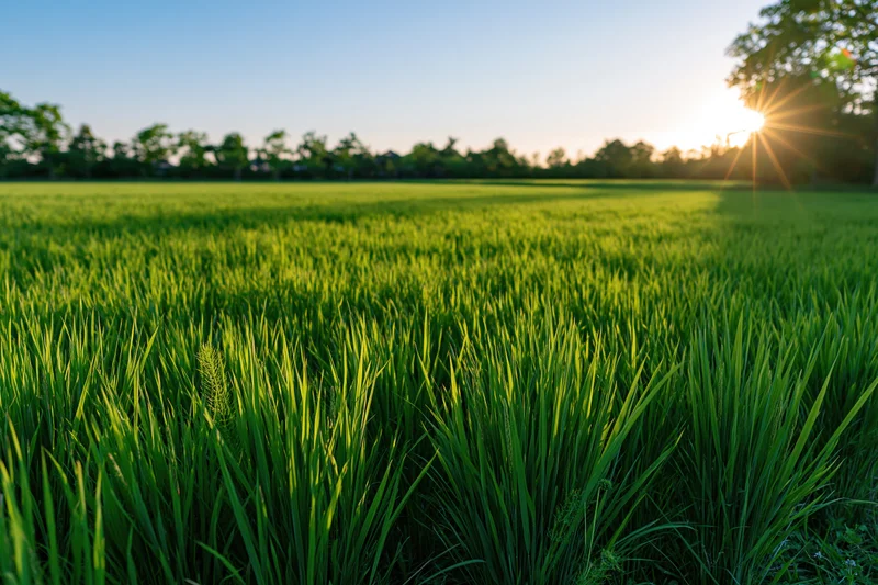 Low-angle view across a lush green rice paddy field at sunrise with trees on the horizon