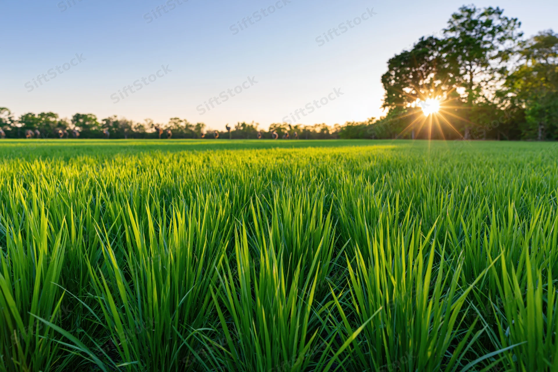 Low-angle view across a lush green rice paddy field at sunrise with trees on the horizon