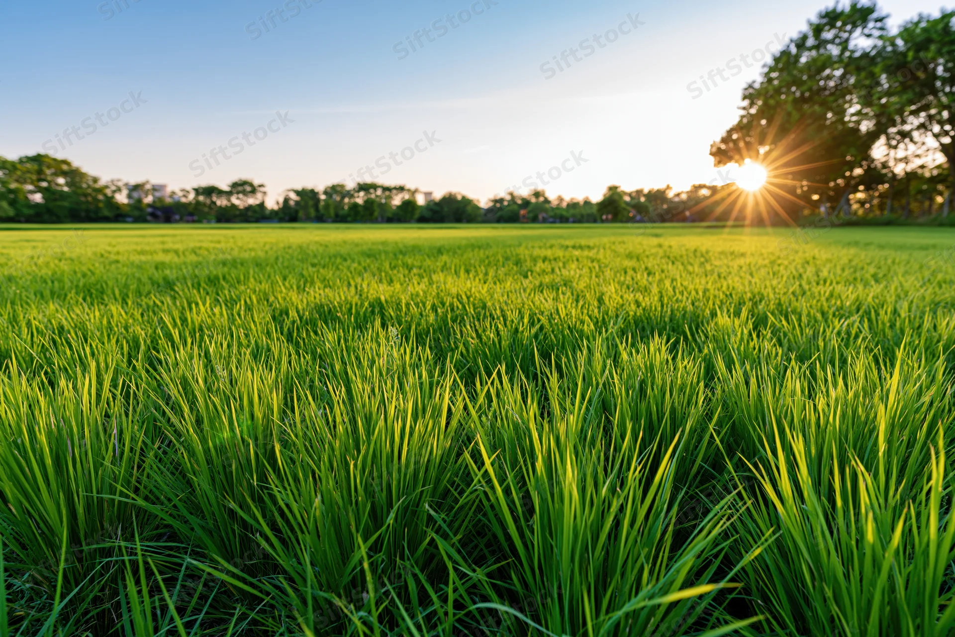 Low-angle view across a lush green rice paddy field at sunrise with trees on the horizon