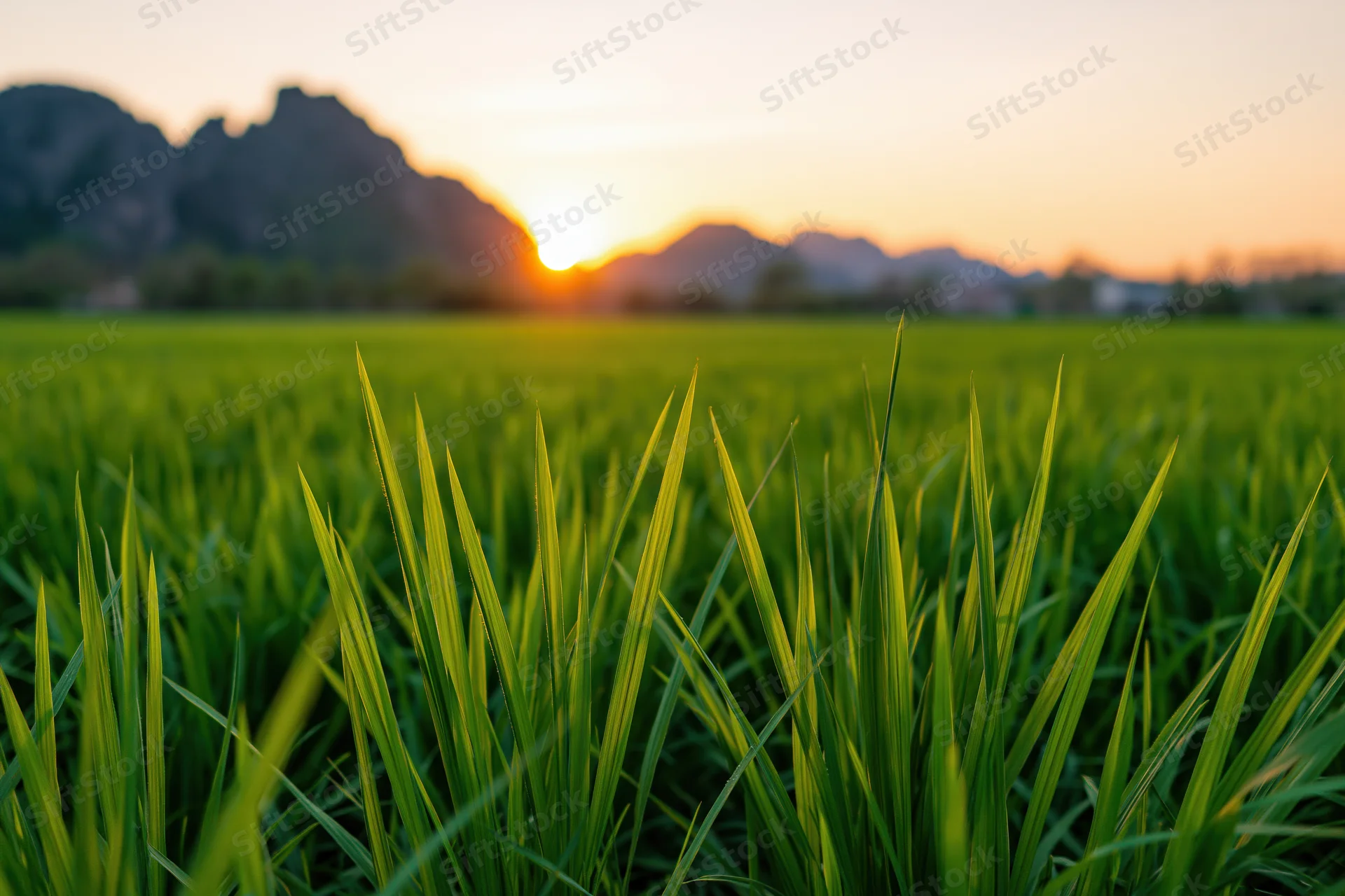 Lush green rice paddy field stretching toward distant rocky mountains at sunset