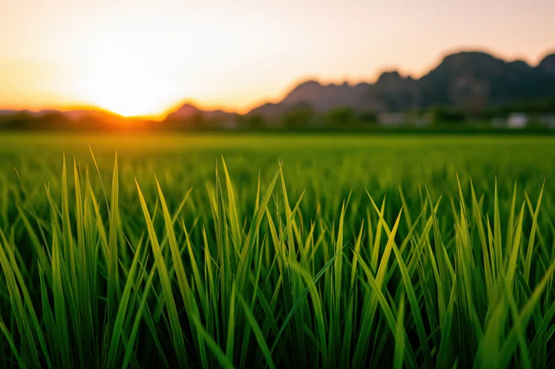Lush green rice paddy field stretching toward distant rocky mountains at sunset