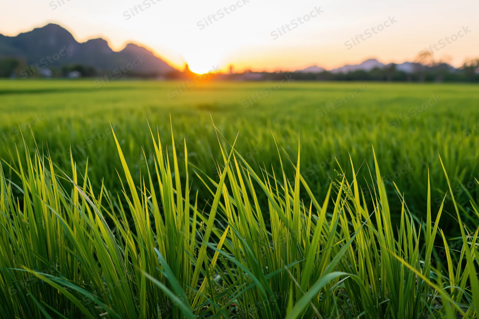 Lush green rice paddy field stretching toward distant rocky mountains at sunset