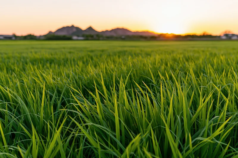 Lush green rice paddy field stretching toward distant rocky mountains at sunset