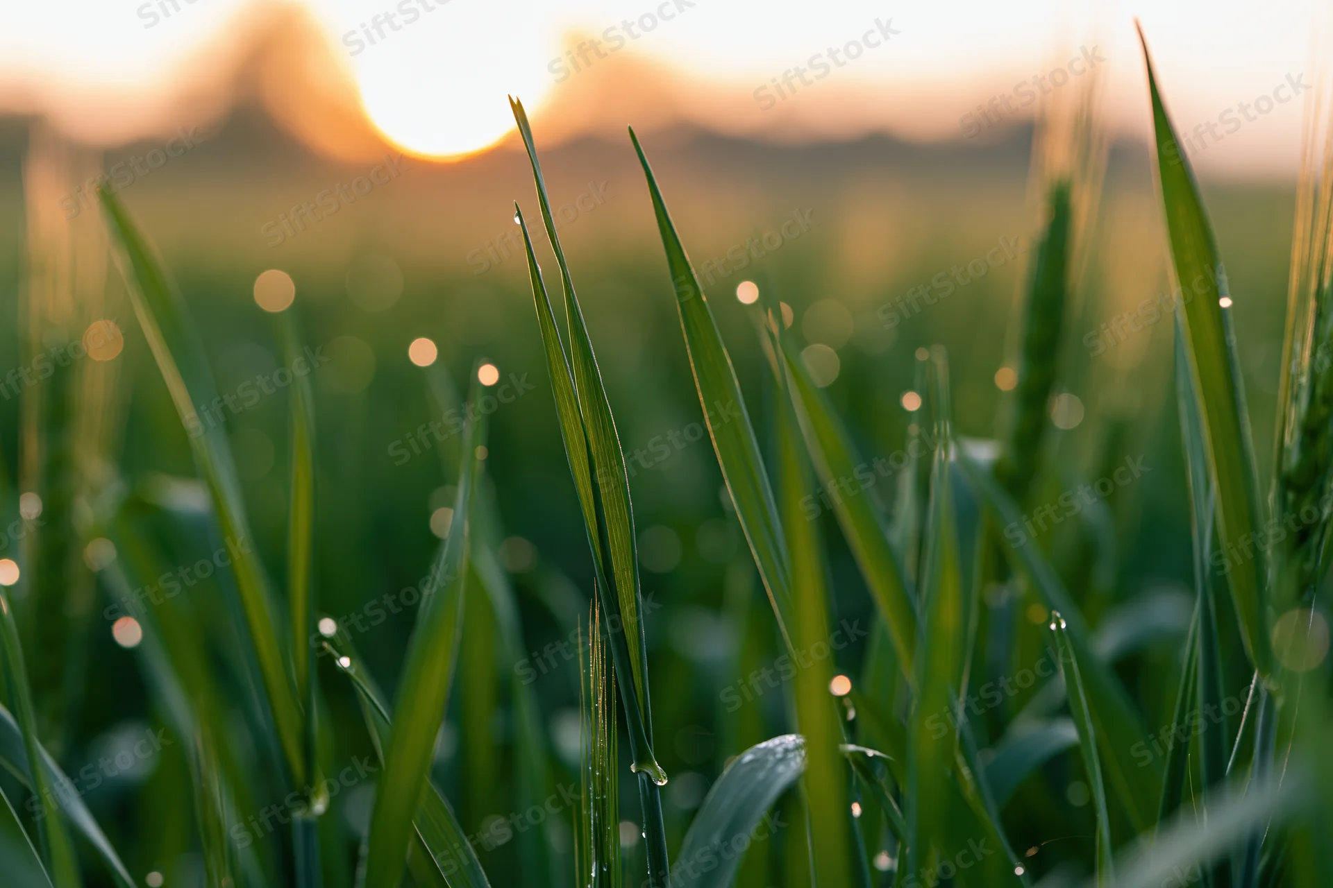 Close-up of green wheat blades with dew drops at golden hour in a field