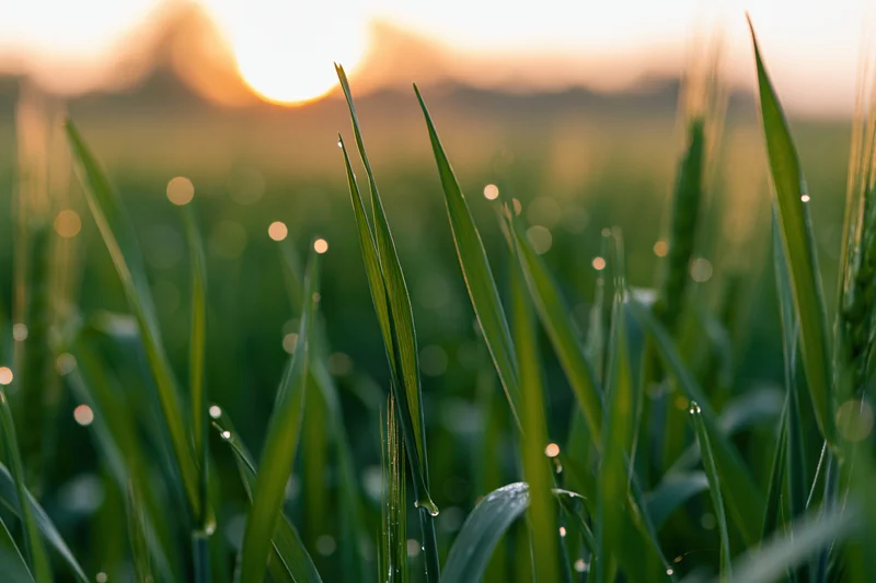 Close-up of green wheat blades with dew drops at golden hour in a field