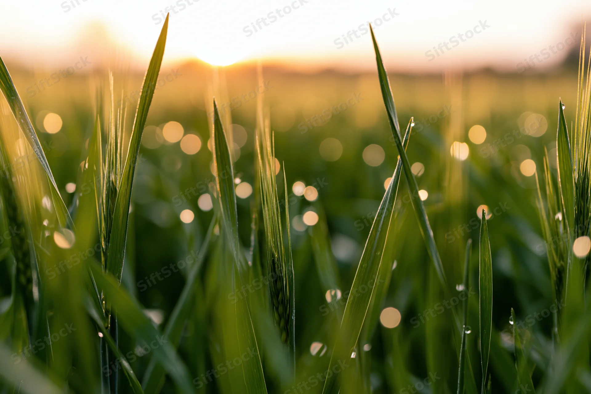 Close-up of green wheat blades in a field at golden hour with dew drops and bokeh sunlight