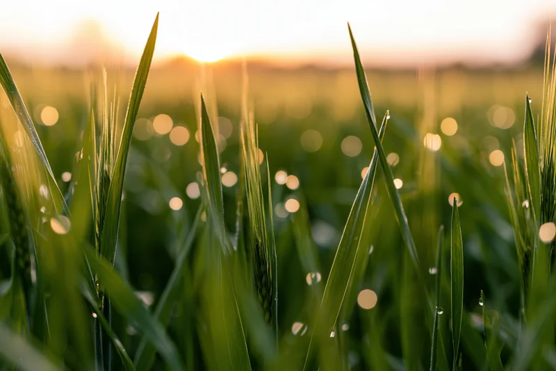 Close-up of green wheat blades in a field at golden hour with dew drops and bokeh sunlight