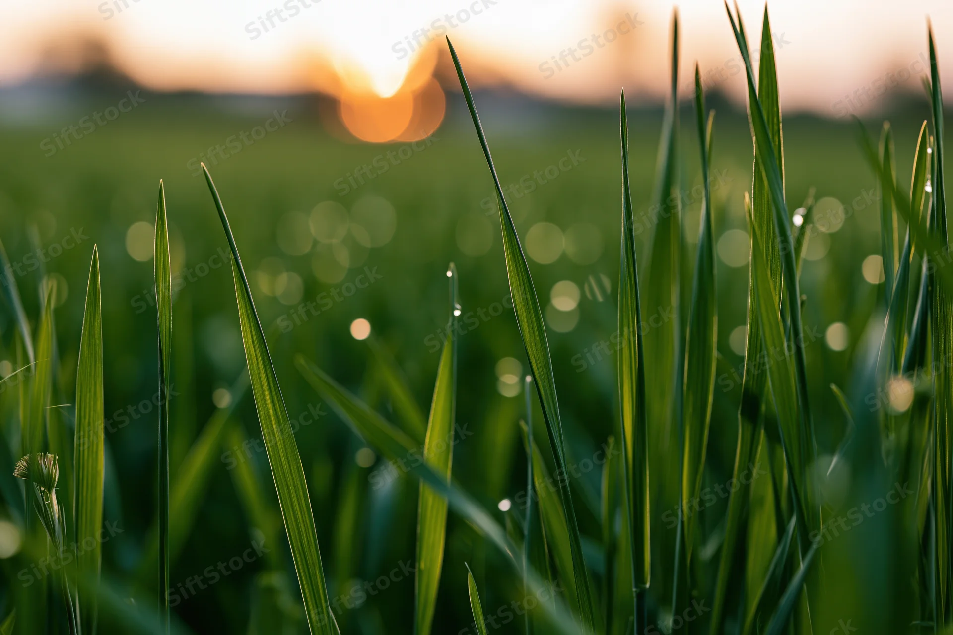 Close-up of green wheat blades in a field at golden hour with bokeh background