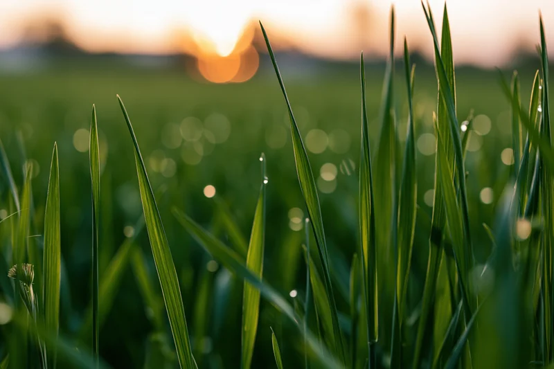 Close-up of green wheat blades in a field at golden hour with bokeh background