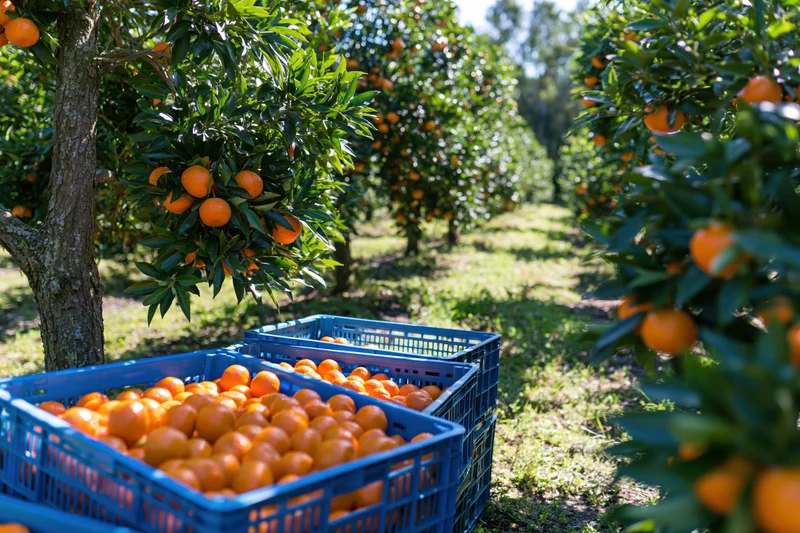 Ripe oranges in blue crates lined along rows of orange trees in an orchard during harvest