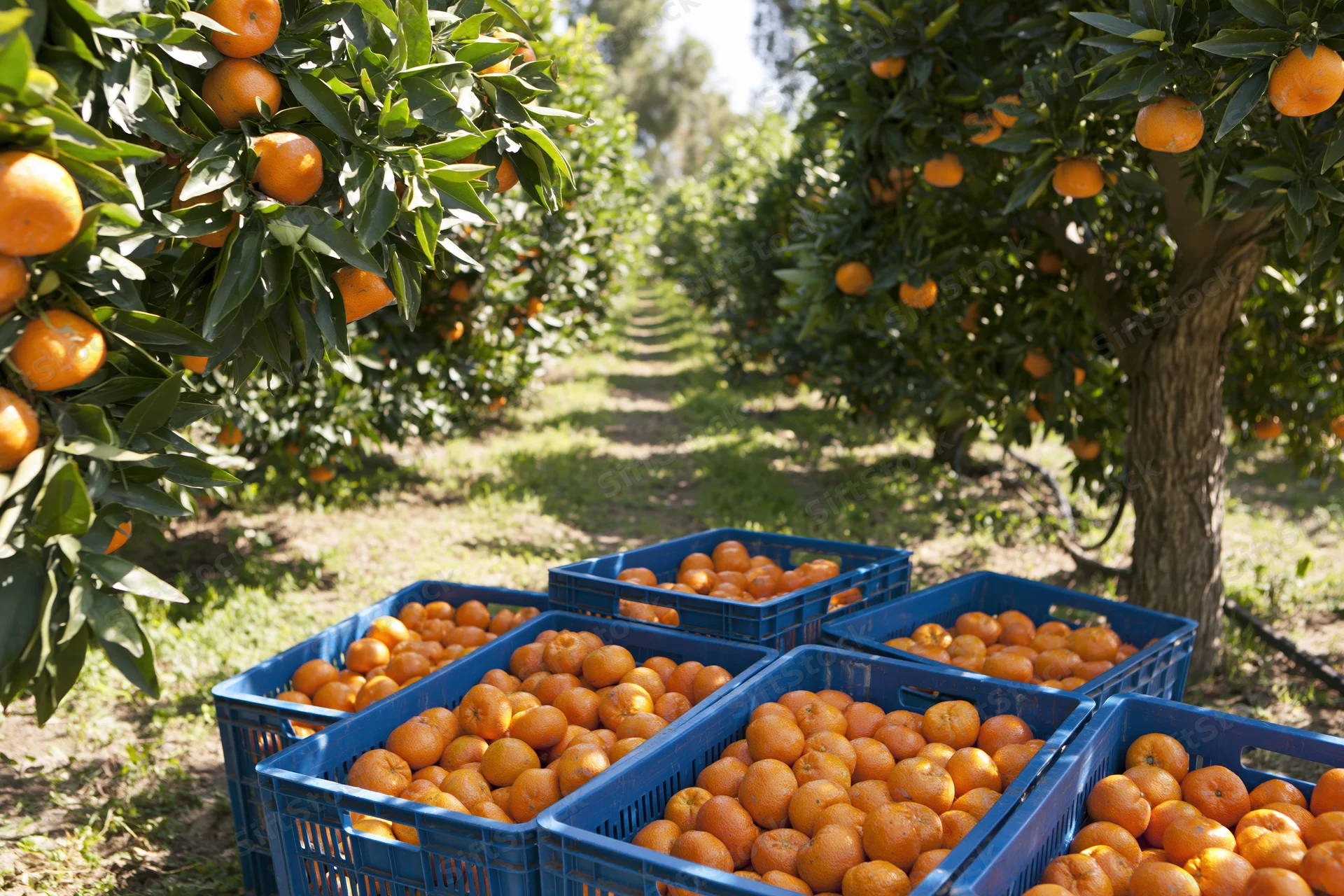Ripe mandarin oranges in blue crates lined along a sunlit orchard row