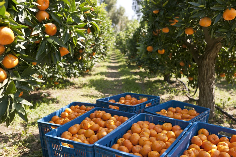 Ripe mandarin oranges in blue crates lined along a sunlit orchard row