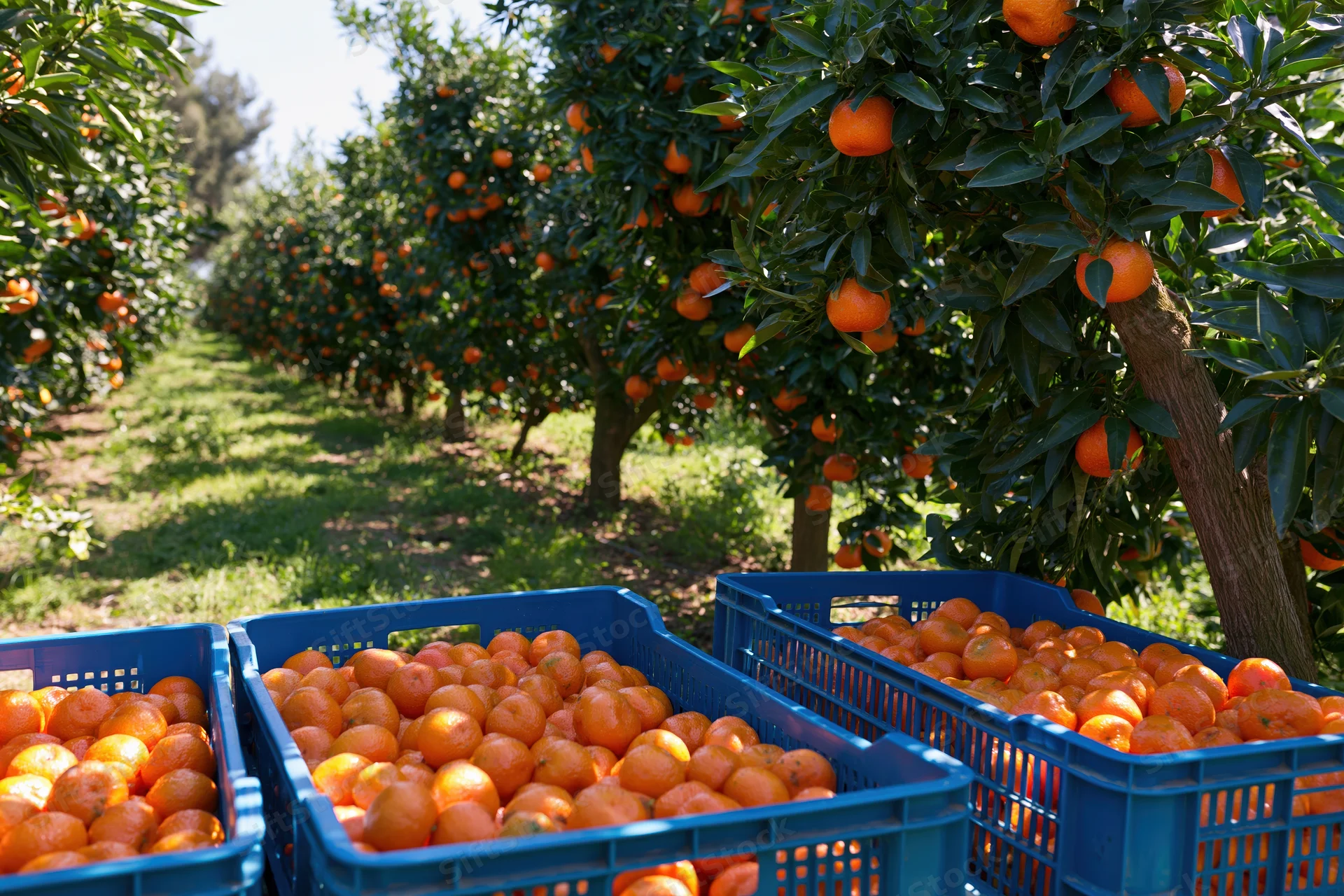 Mandarin orange trees laden with ripe fruit in an orchard with blue crates filled with harvested oranges in the foreground