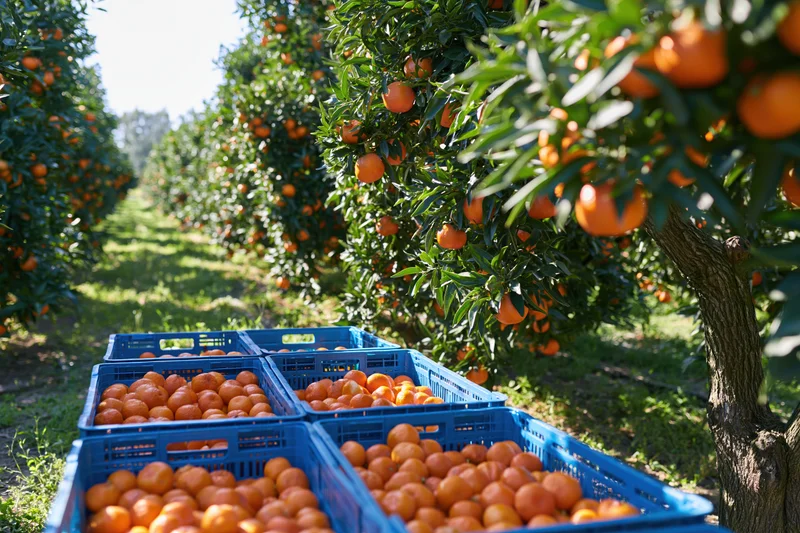 Mandarin orange trees laden with ripe fruit in an orchard row, with blue crates filled with harvested oranges in the foreground