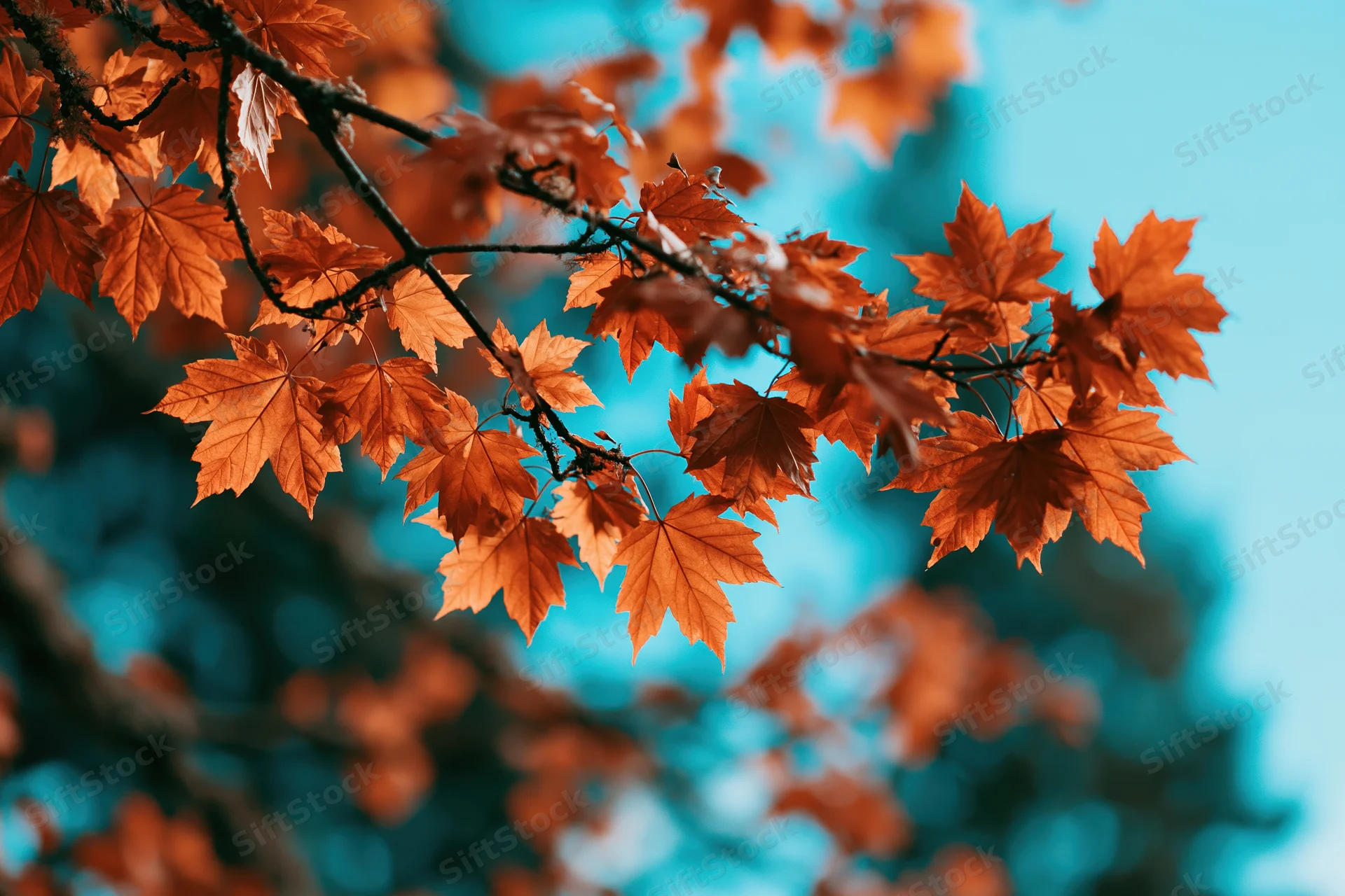 Maple tree branches with orange autumn leaves against a blue sky background