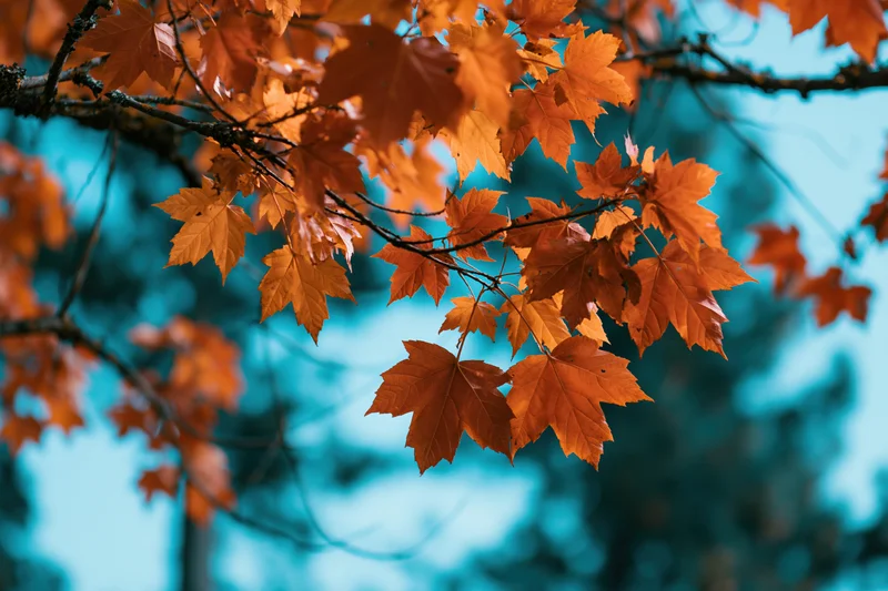 Maple tree branches with orange autumn leaves against a teal sky background