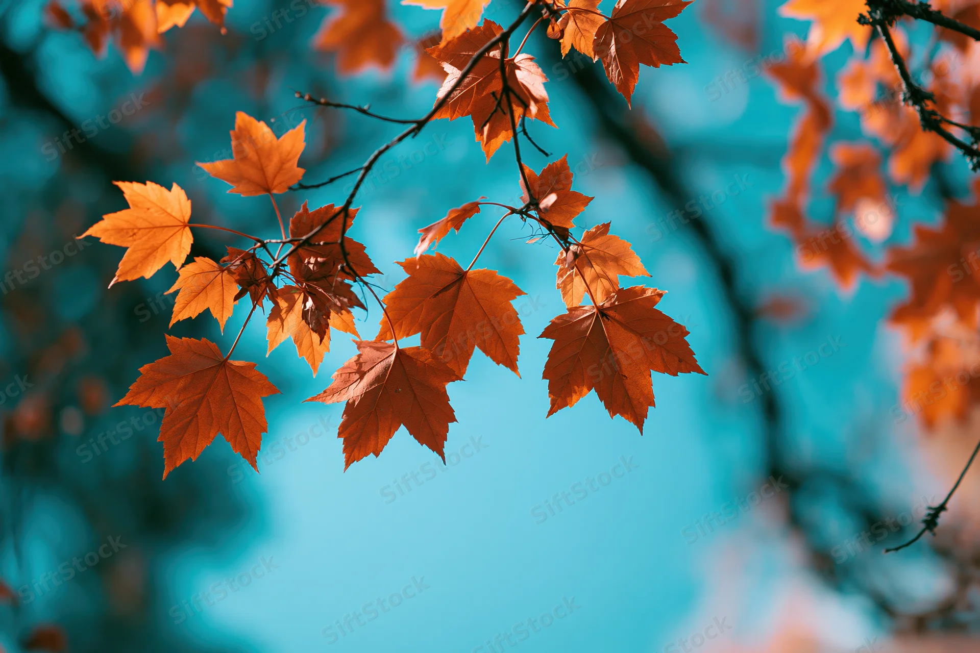 Maple leaves in deep orange and amber autumn hues on branches against a clear blue sky with soft bokeh background and copyspace
