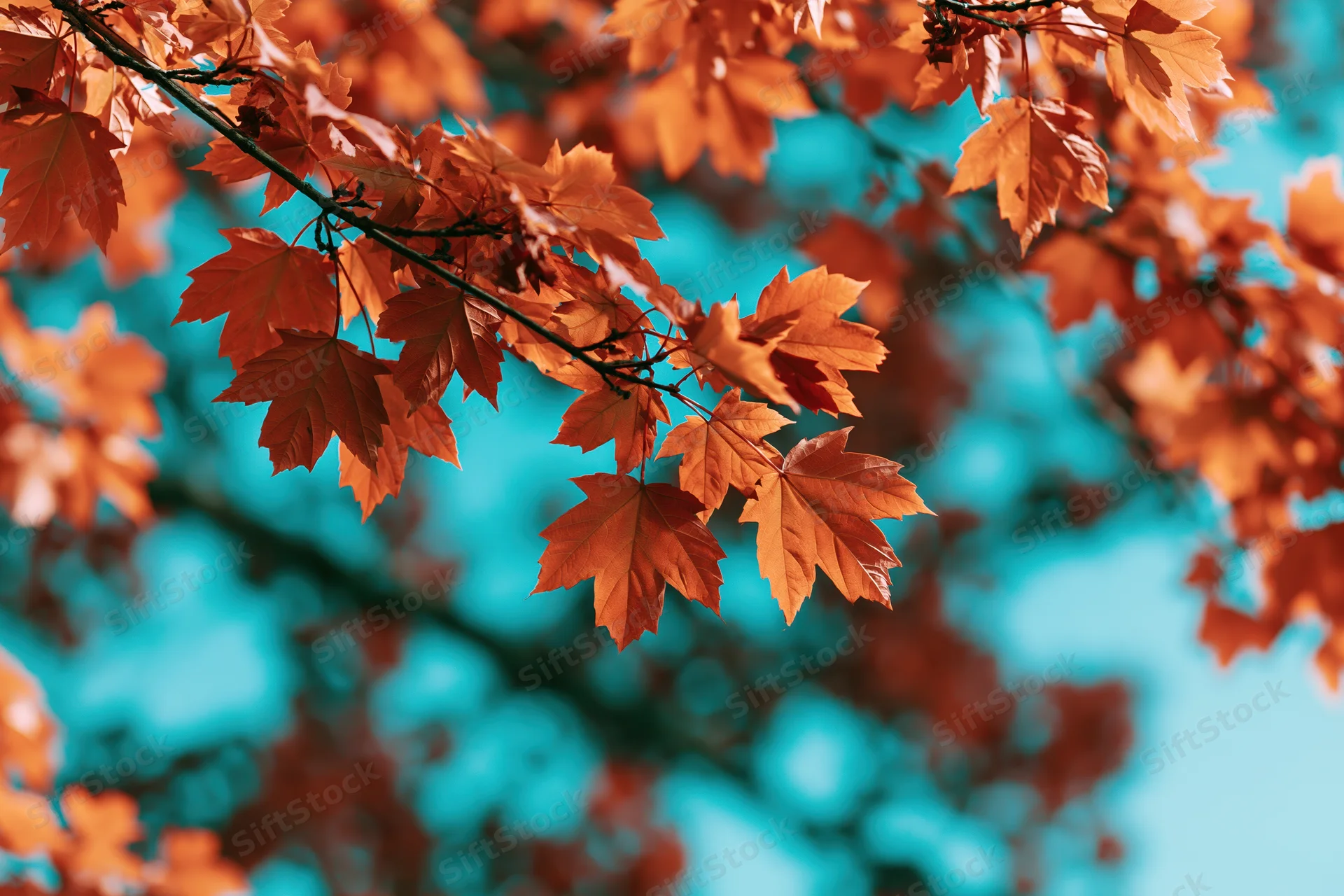 Maple tree branches with orange autumn leaves against a blue sky background