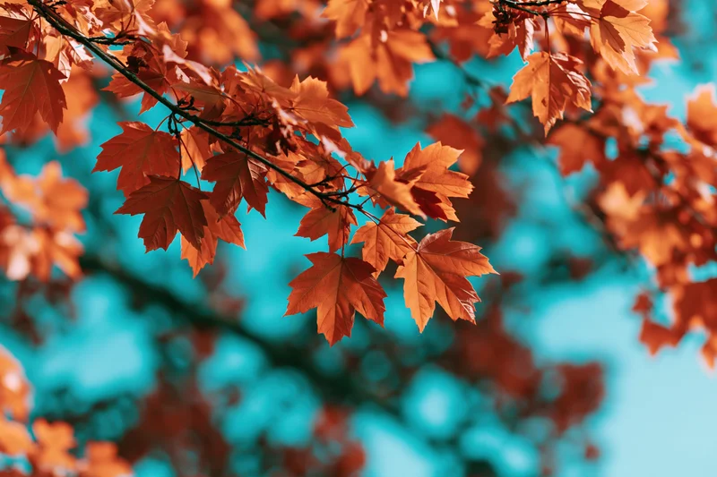 Maple tree branches with orange autumn leaves against a blue sky background