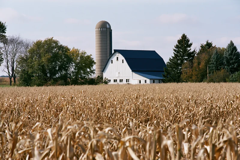 Dried cornfield in foreground with white barn and silo in background