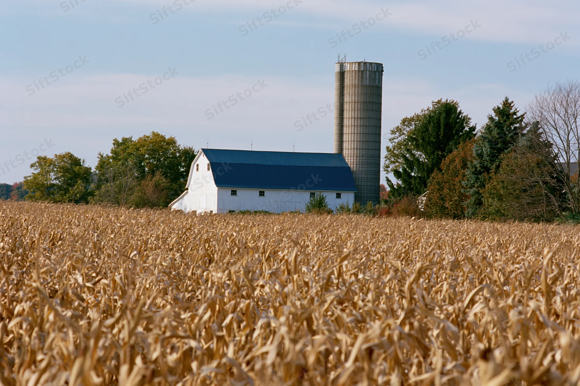 Mature dried cornfield in foreground with white barn and silo in background on rural farm