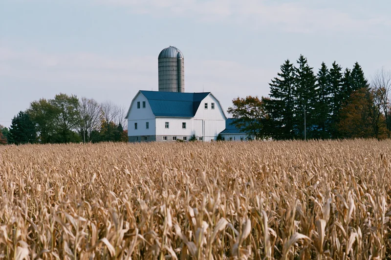 Mature dried corn field filling the foreground white barn with silo